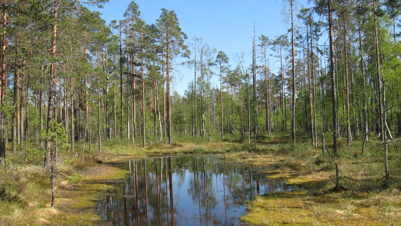 Финляндия Заболоченные леса