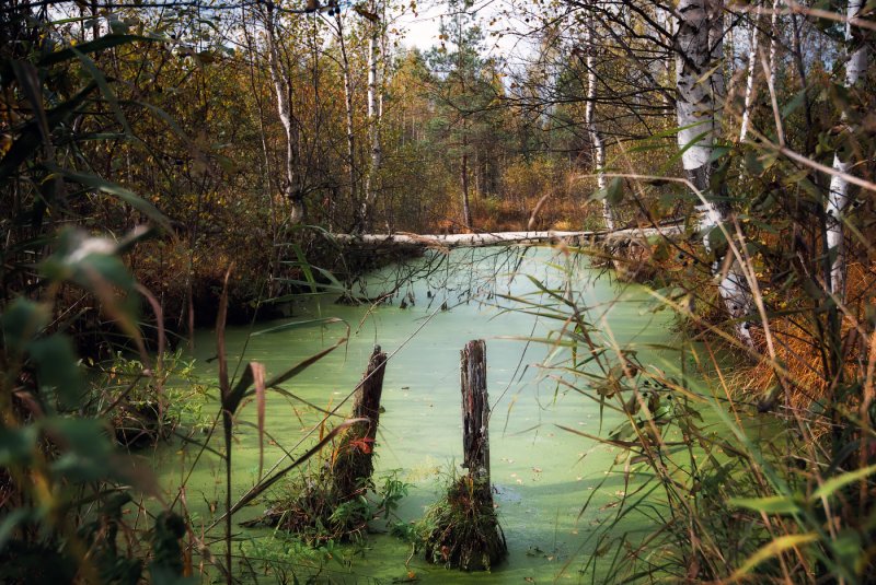 Cypress Swamp Forest Wiki