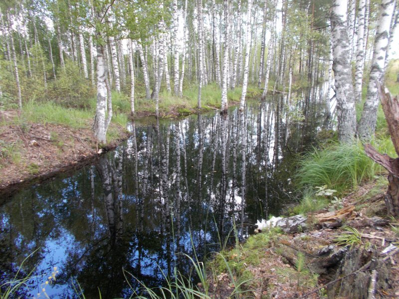 Берендеевское болото Ярославская область