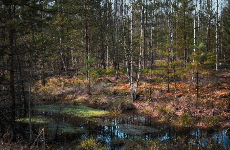 Калуговское болото