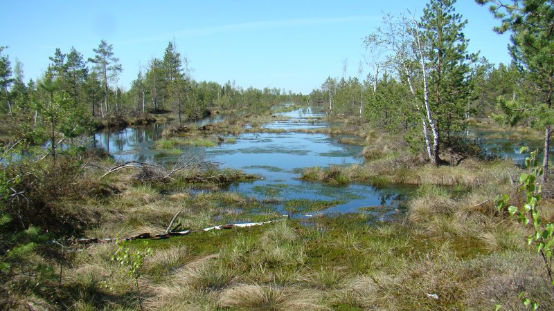 Торфяные болота в Переславле