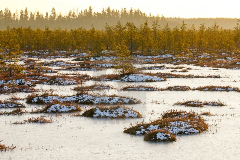 Кочкарное болото зимой