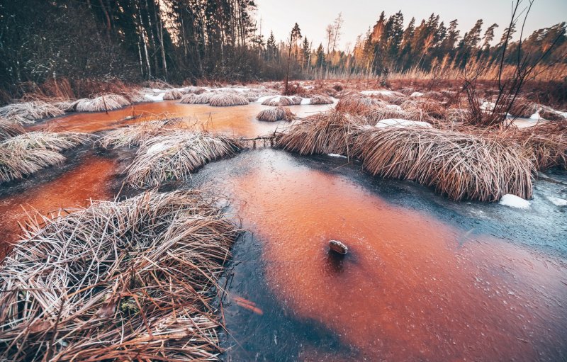 Замерзшее болото зимой