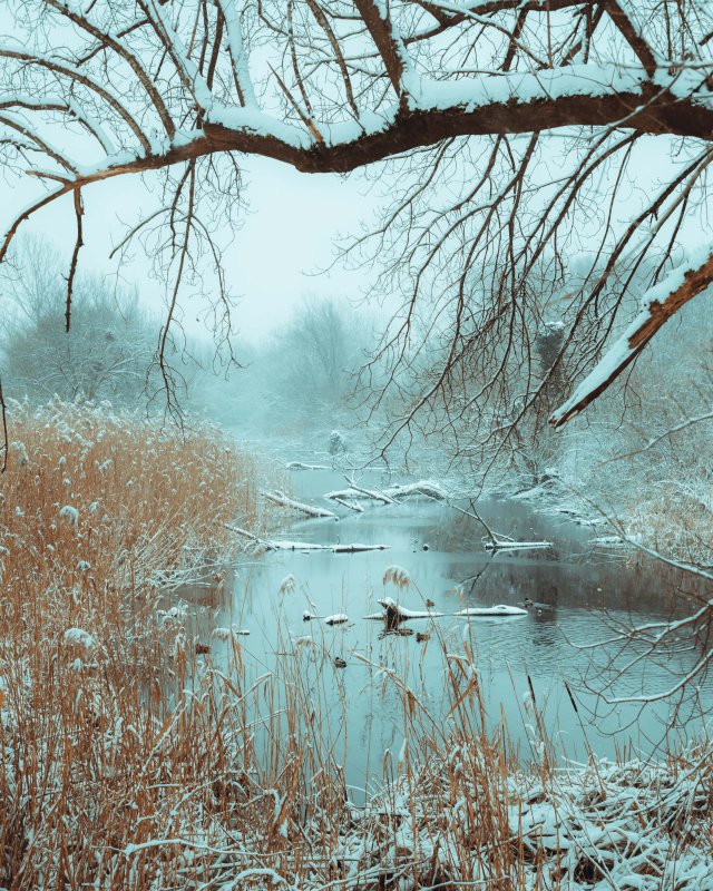 Зима на болоте