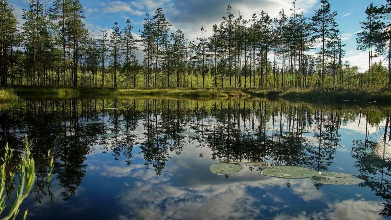 Суоми Финляндия болота