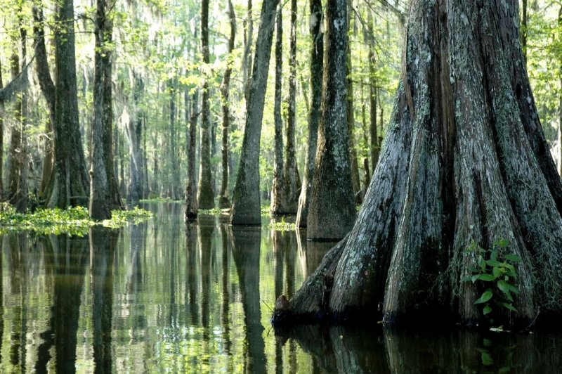 Штат Луизиана болота