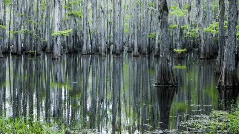 Луизиана озеро Манчак