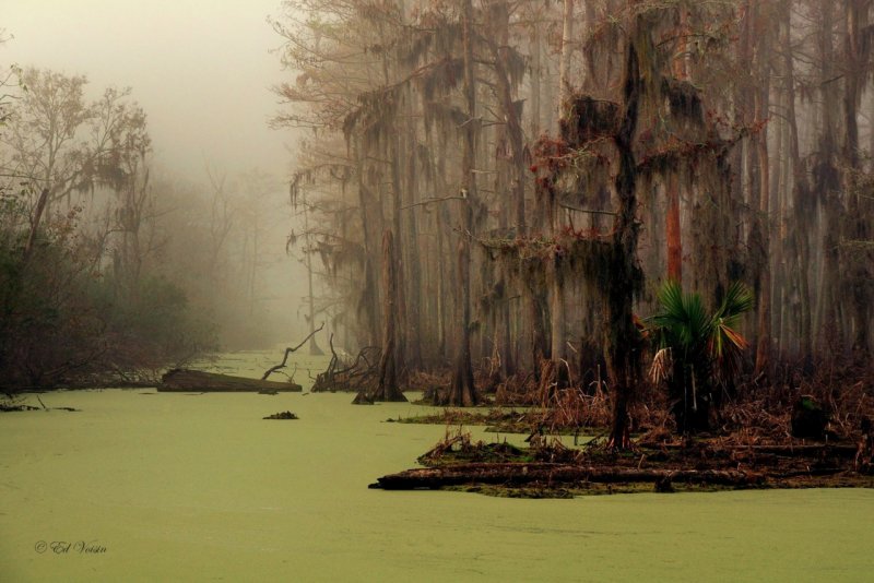 Болота призраков Манчак в Луизиане