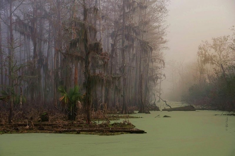 Луизиана болота Манчак ночью