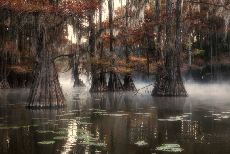 Кипарисовые болота Луизиана