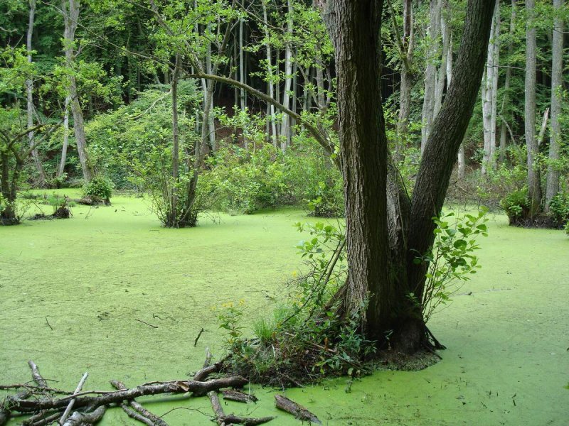 Swamp (трясина)