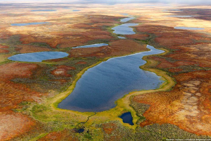 Кустарниковая тундра болото Ямал