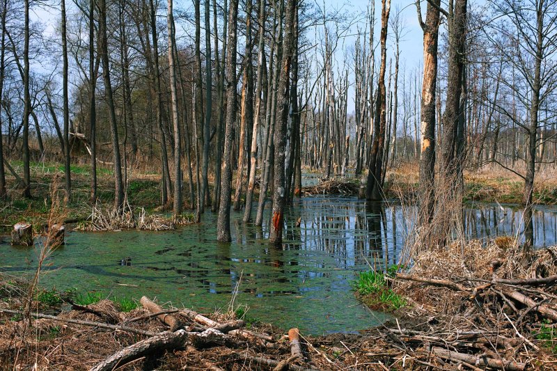 Дьяковский лес болото