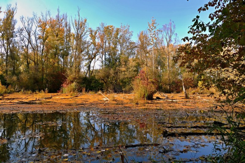 Моховые болота осенью