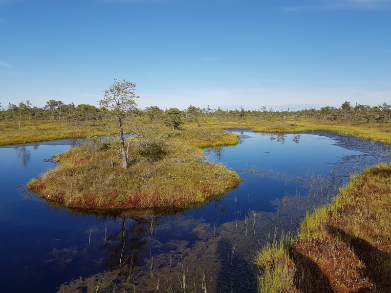 Национальный парк Угра болото