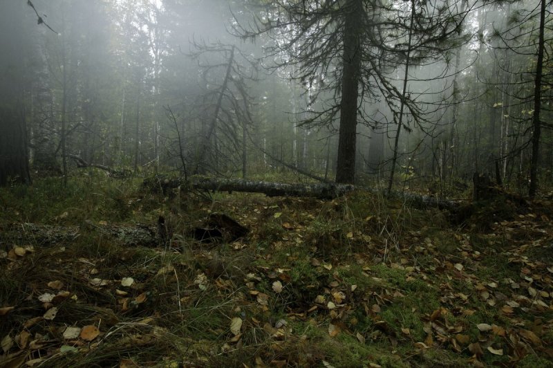 Заболоченный лес в Ленинградской области