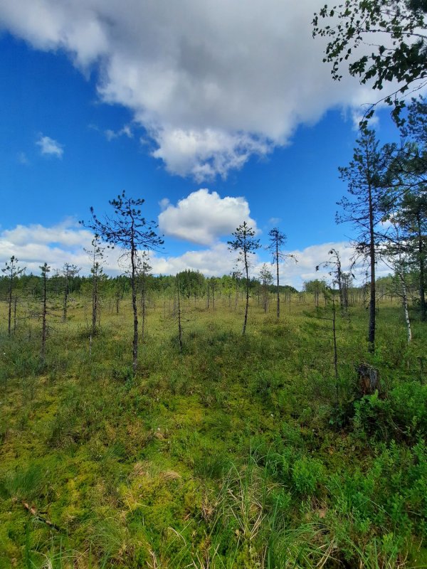 Леса и болота Восточной Сибири