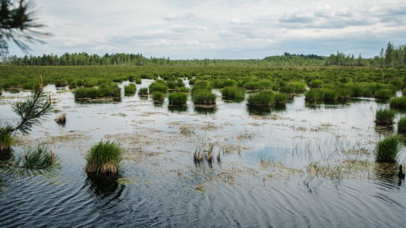Заказник Ольманские болота в Беларуси