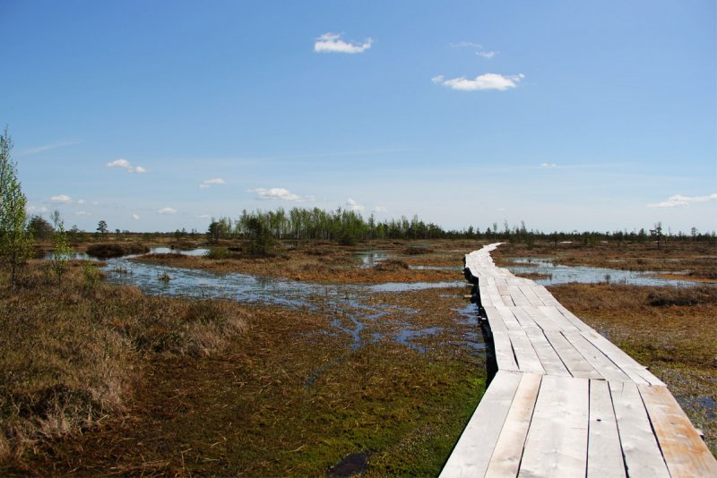 Ландшафтный заказник Ольманские болота