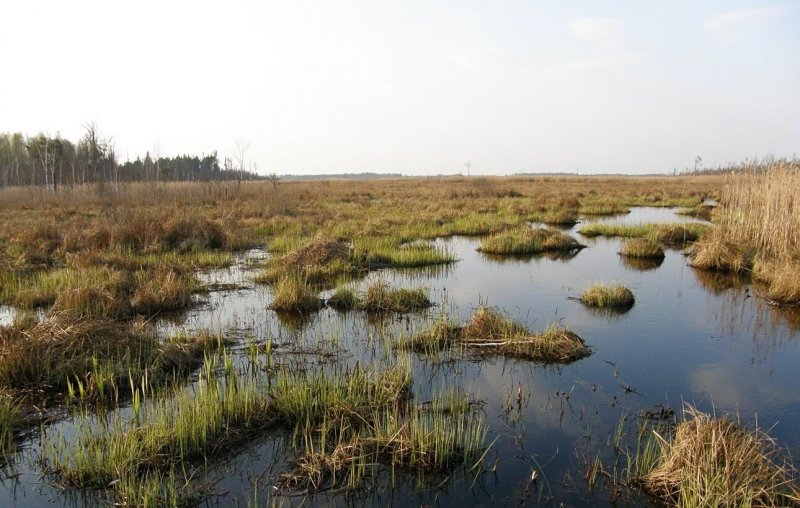 Аланские болото в Белоруссии