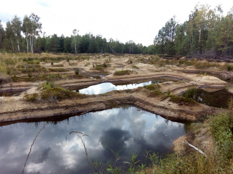Белоруссия Ольманские болота