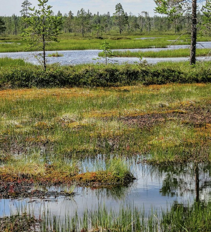 Мичуринское болото