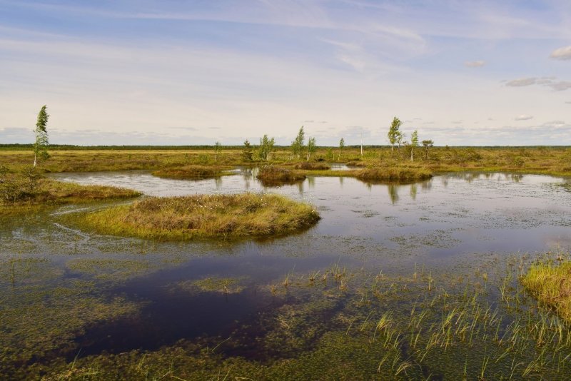 Торфяные болота в Беларуси