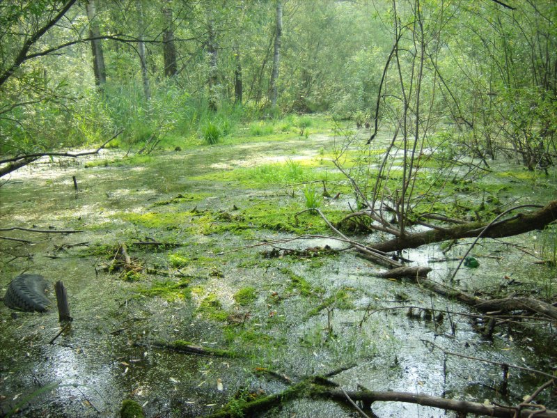 Осоково-Гипновые болота