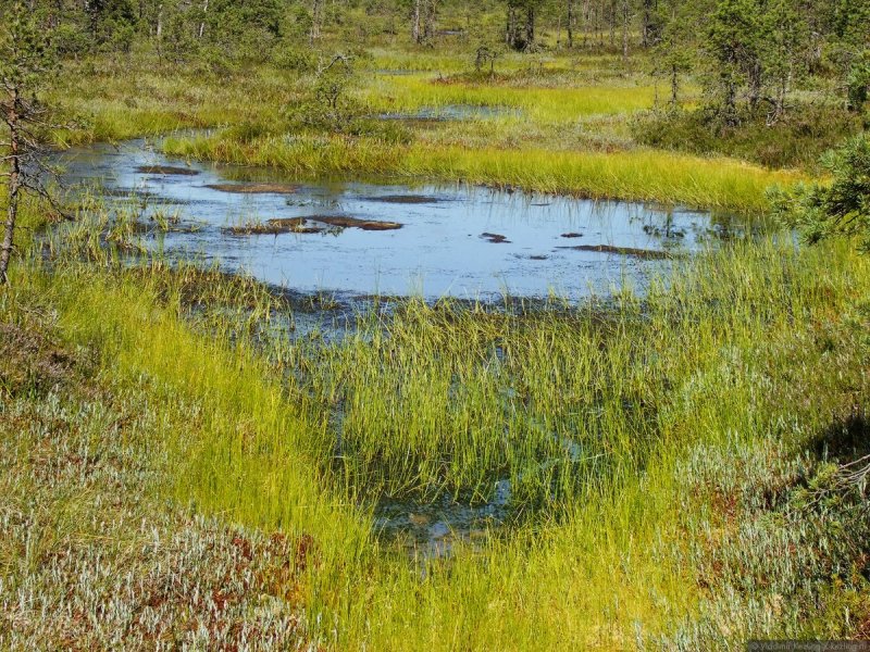 Варгазное болото