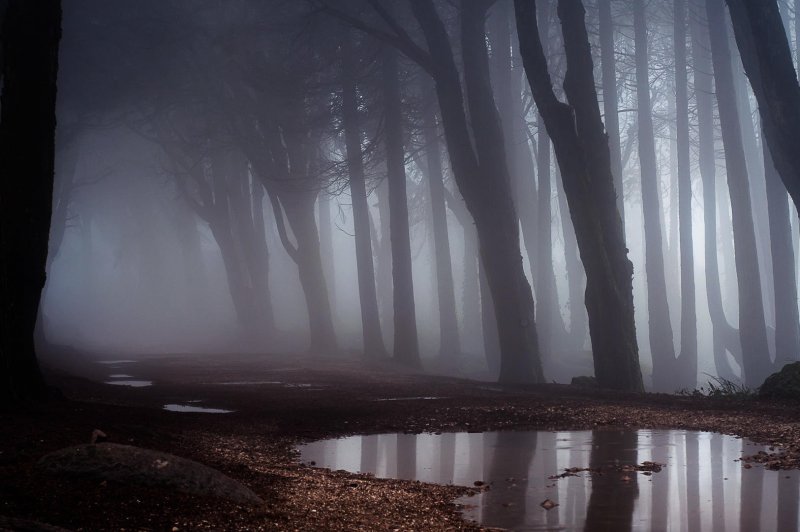Болотный лес туман