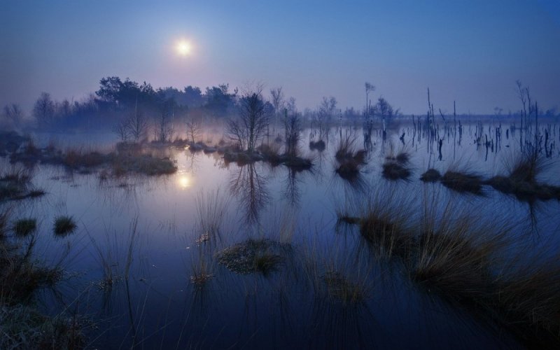Лунное болото