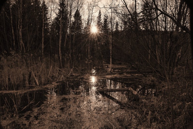 Ночное болото