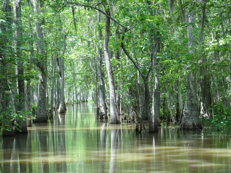 Болота Манчак в Луизиане деревья