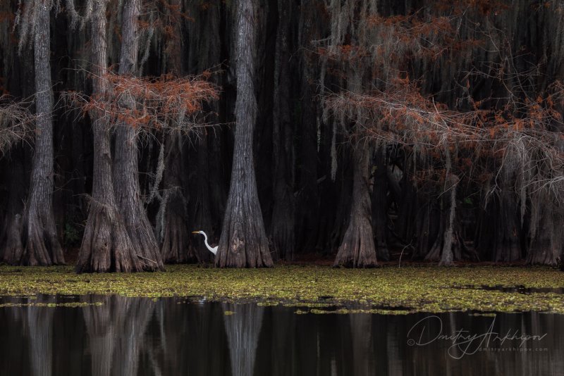 Штат Луизиана болота