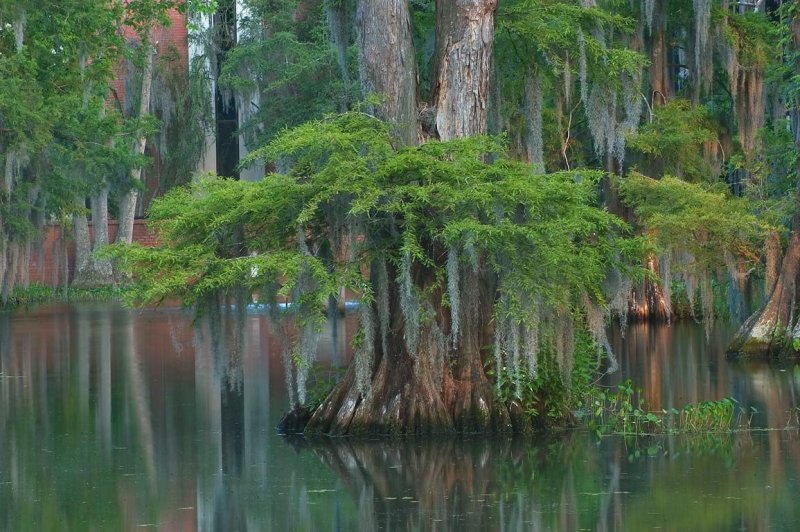 Луизиана штат США природа