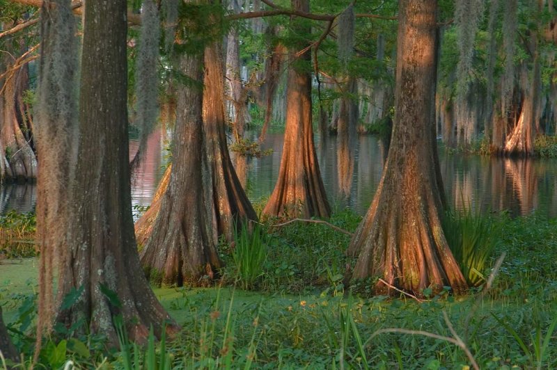 Луизиана штат США болота