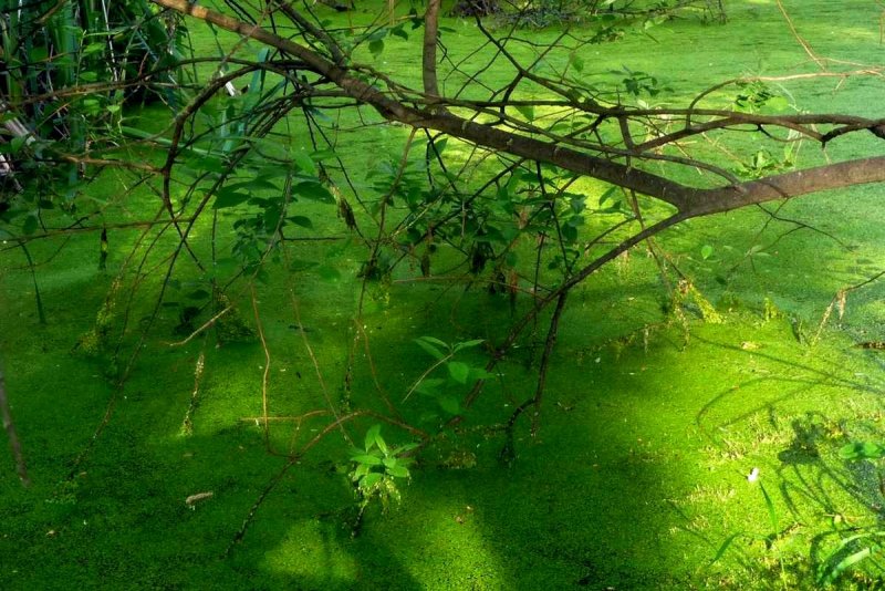 Ряска зеленая водоросль