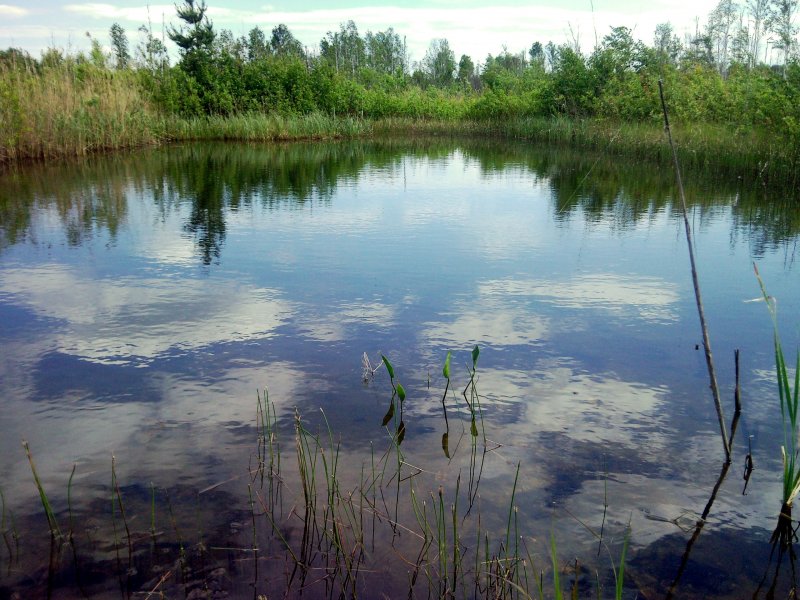 Порзоловское болото Торфяник