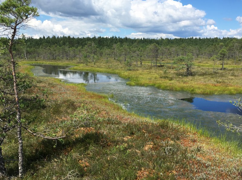 Петергофский водовод и Порзоловское болото