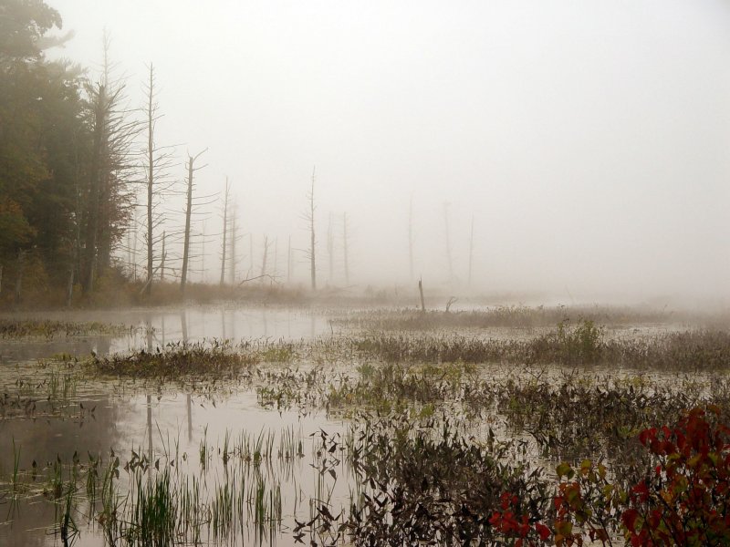 Сестрорецкое болото в тумане