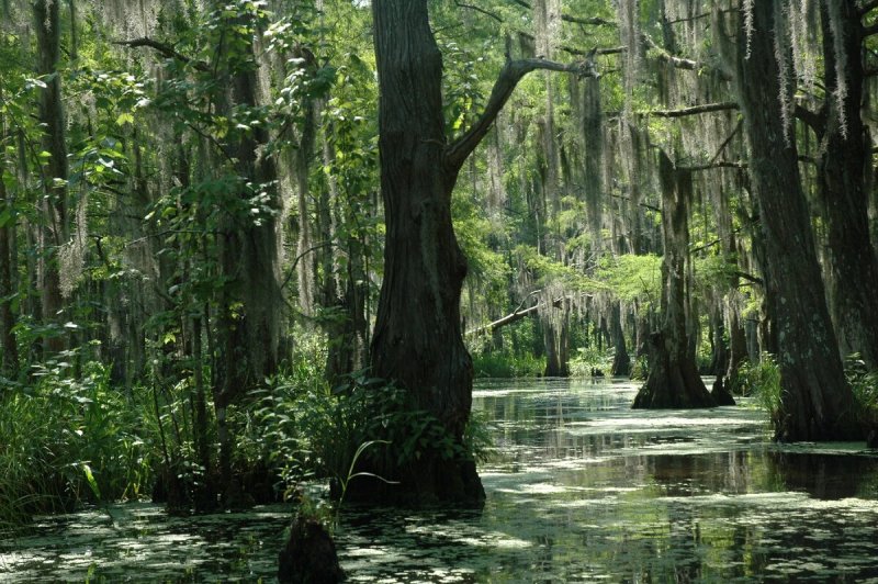 Луизианские болота арт