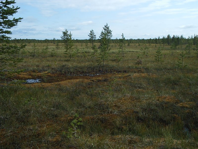 Сибирские торфяные болота
