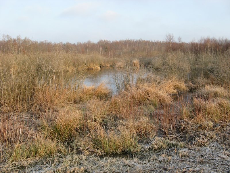 Торфяное болото Ардатов