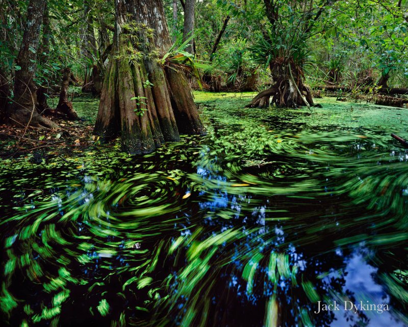 Тропические болота