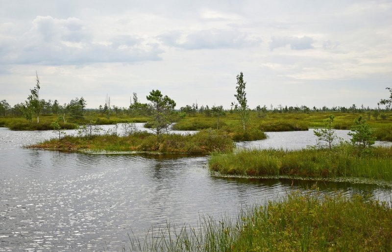 Сусанинское болото Костромской области