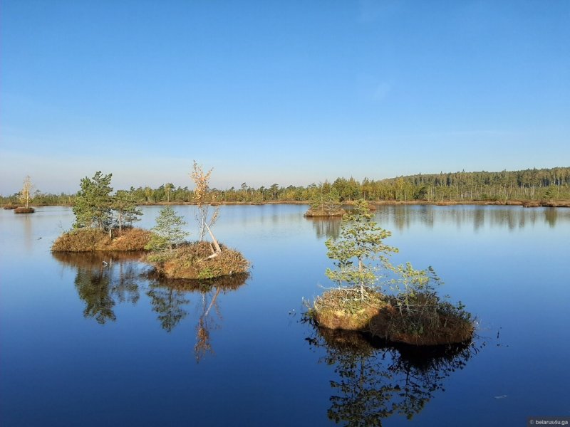 Ельня болота Беларусь