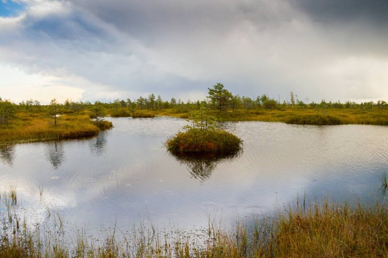 Ельня болото Беларусь
