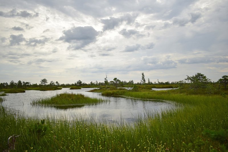 Ельня болото Беларусь