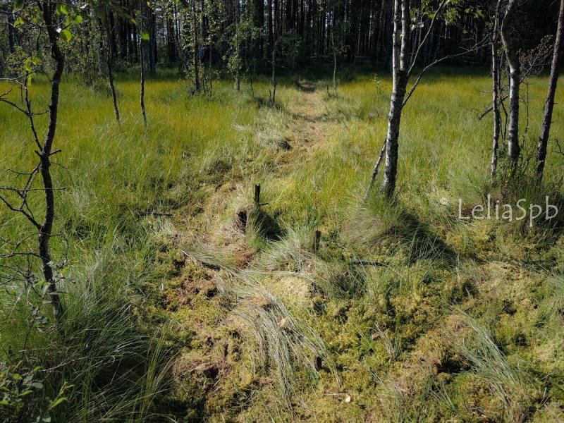 Экологическая тропа Сестрорецкое болото с клюквой
