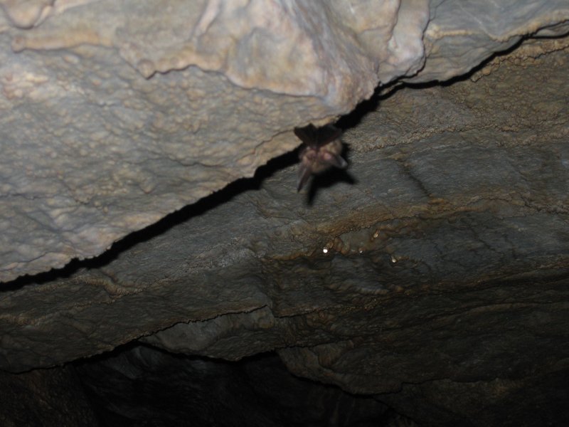 Грот капельный Караульная пещера